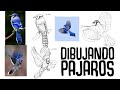 Estudios de pájaros | Dibujando en Krita y explicando el proceso
