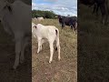 Essa Bezerra não é Nelore! #viral #gado #pecuarista