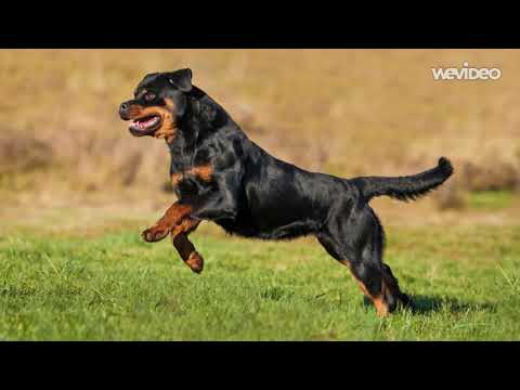 ტოპ 7 ყველაზე ძლიერი ძაღლის ჯიში