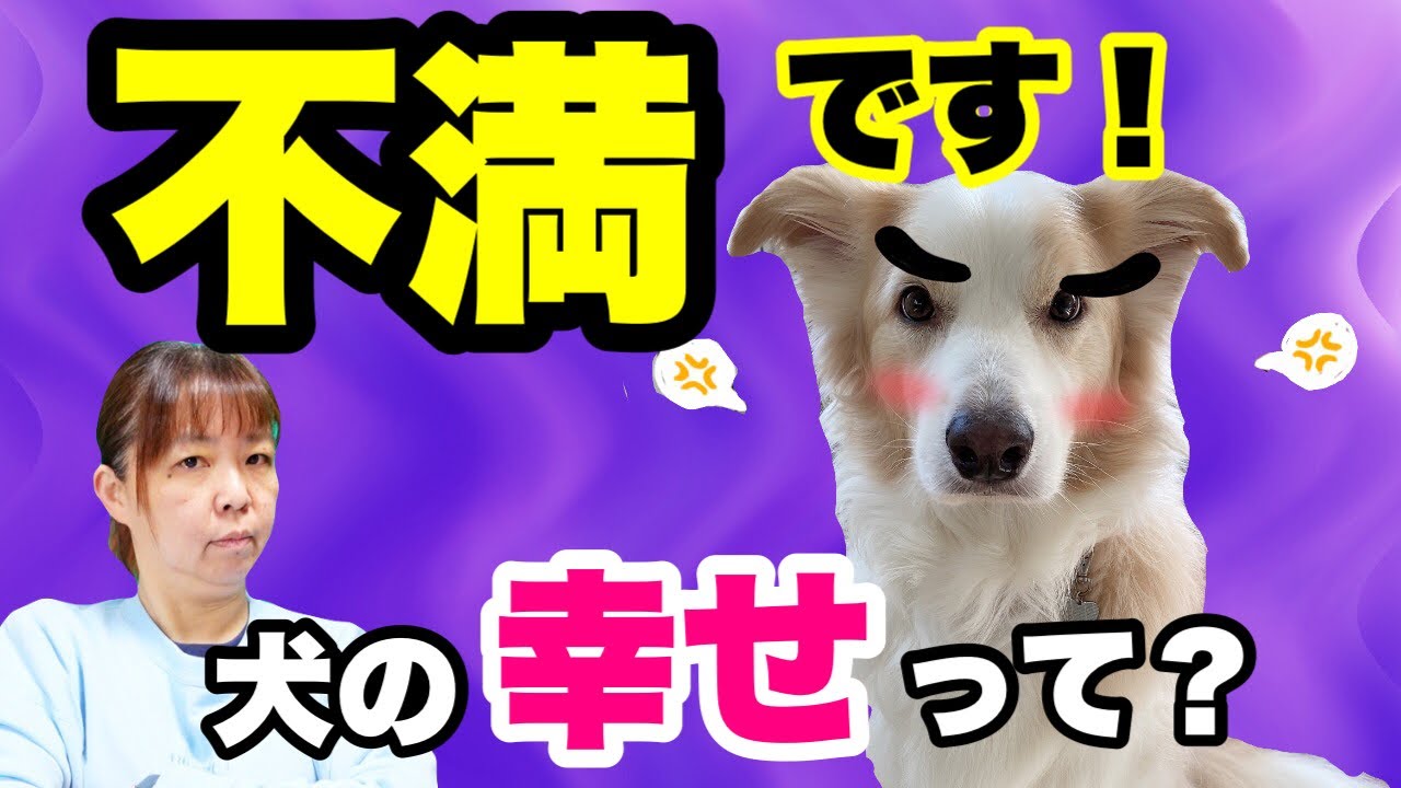 犬が不満に思うことは・・？あなたの犬は幸せですか？あらゆる問題行動に効く処方箋