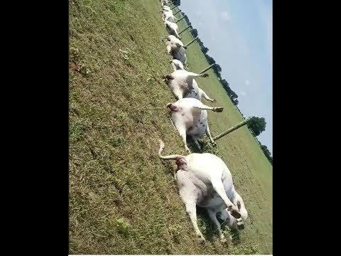 Eerie Footage Shows Field Full of Dead Cows Following Lightning Storm