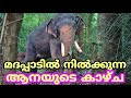 കലിപൂണ്ട് നിൽക്കുന്ന കൊമ്പൻ  | Musth in Elephant | Bull Elephant