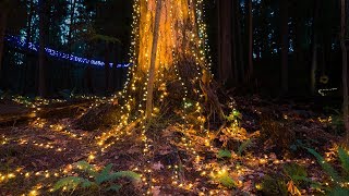 Pure Magic in Vancouver
Canyon Lights at Capilano Suspension Bridge Park is a must-see if youre in the Vancouver area. Ill warn you that if you are not a BC resident, tickets are a little expensive, but there arent many places to see something like this so Id still definitely recommend going.
https://www.capbridge.com/
Follow, subscribe, tweet, and share!
https://checkoutjacob.com
http://instagram.com/checkoutjacob
https://twitter.com/CheckOutJacob
https://www.facebook.com/checkoutjacob
https://www.citizine.tv/profile/jacob
Snapchat: Realmember
Equipment I Use:
DJI Mavic Pro Drone: http://amzn.to/2mkayJL
Sony A7s ii: https://amzn.to/2GLLERc
28mm f2 Lens: https://amzn.to/2pUa54w
Sony RX100 m4: http://amzn.to/2dXqi3F
Gorillapod: http://amzn.to/2dR7FSc
Rode Videomic: http://amzn.to/2dR7FSc
SD Card: http://amzn.to/2dXrofT
GoPro Hero 4 Black: http://amzn.to/2dR6G4J
Samsung Galaxy Note 8: http://amzn.to/2EWZ9N5
Aputure LED Light: http://amzn.to/2ee5cgo
Small Light Panel: https://amzn.to/2EaNB4j
Studio Lighting Set: https://amzn.to/2uJjJgf
Travel Bag: http://amzn.to/2mWOZiq
Bluetooth Headphones: http://amzn.to/2ee760J
External Hard drive: http://amzn.to/2dXrFj3
If you are not subscribed, you can do so here:
http://www.youtube.com/subscription_center?add_user=checkoutjacob
Thanks for watching!
For business inquiries or just to say hi, please use the following email address: CheckOutJacob@gmail.com
All videos are shot on a Sony a7sii, RX100 m4, Canon T2i, Samsung Note 8, or GoPro Hero 4 Black and edited using Adobe Creative Cloud. Pure Magic in Vancouver