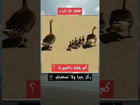 للاذكياء فقط ركز جيدأ ولاتستعجل كم يوجد بطه في الصورة وين اصحاب النضر القوي معلومات الاولين