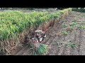Sugarcane harvester, high efficiency !