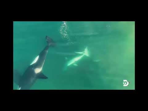 FIRST EVER FOOTAGE OF ORCA’S KILLING GREAT WHITE SHARKS in SOUTH AFRICA