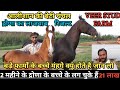 2 महीने के द्रोणा के बच्चे के लग चुके हैं 21 लाख - Veer Stud Farm (Kurali)