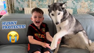 Adorable Husky PROTECTS My Kids In The Cutest Way!🥹💖.