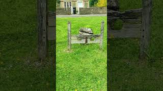 OLD  VILLAGE PUNISHMENT   #history #shorts