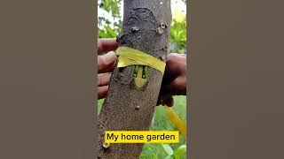 Top 20 Grafting IDEAS 💡 // Fruit Tree & Flowers Grafting // Best Grafting Technics.