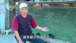 【苗栗造橋】為復育台灣原生魚蝦打拼的林明德 | 用心的產業 | 307 | #美麗心台灣