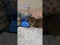 My youngest cat watching my little sisters tablet#catlover#cutecats#animallover#cats#animals
