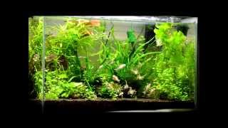 Cories Dancing