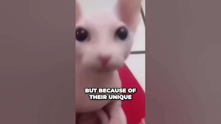 Video 10310801: sphinx hairless cat, adorable hairless cat, cutest cat breeds, breed cat show, hairless wonders, cat chasing