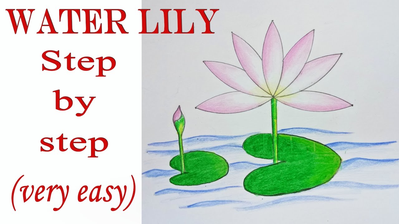 How to draw water lily step by step ( very easy