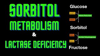 Usmle Step 1 - Lesson 61 - Sorbitol Metabolism And Lactase Deficiency