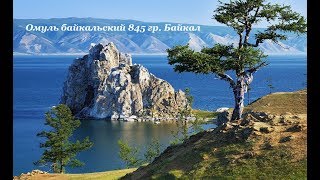 15. Омуль Байкальский 845 Гр.  Байкал