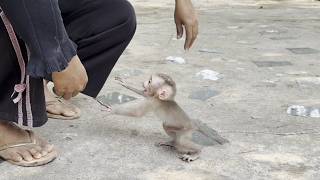Newborn Baby Monkey Tantrum Cry Loud Running To Mom
