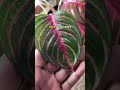 Why Do Plants Need Humidity? Let’s Talk About It!