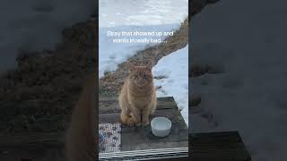 @auntbee1977: I wish i could let them all in! #cat  #catlover #kitty