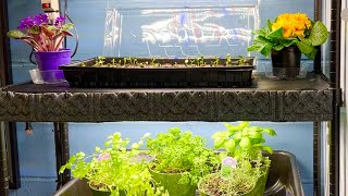 Indoor Grow Station For Herbs, Seeds And Plants ~ Save Money !