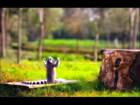 Сублимация половой энергии. И что делать перед занятием йогой. КНИГА "КОЩУНЫ ФИНИСТА " Трехлебов А.В