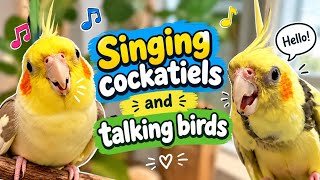 Singing cockatiels and talking birds #cockatiel #cockatielsinging #talkingparrot #cookiesong