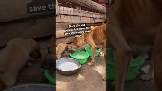 Share to help if you can #savelives #adoptstrays #foryou #rescueefforts #pets #animals #fyppppppppp