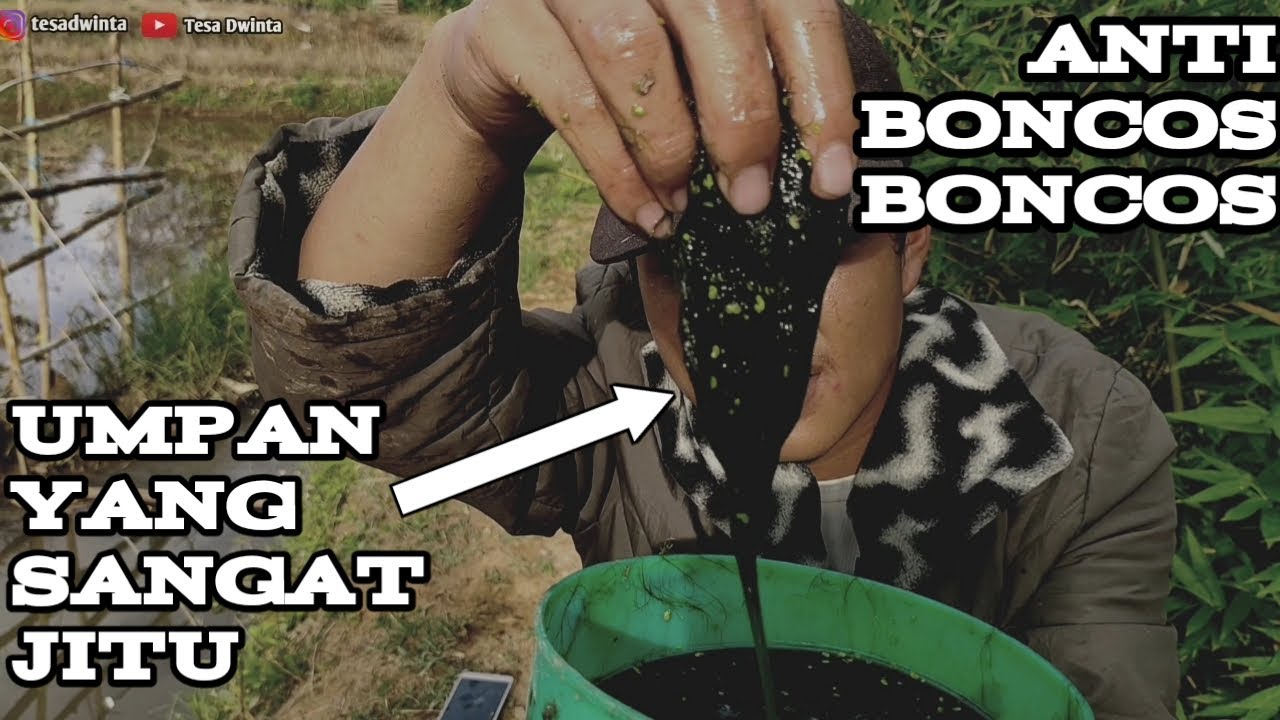umpan jitu ikan nila || anti boncos boncos club 