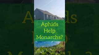 Aphids Help Monarchs New Research. Put down garden pest sprays. homegrown gardeningtips monarch