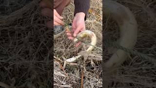 Germe Ağla Balık Avı