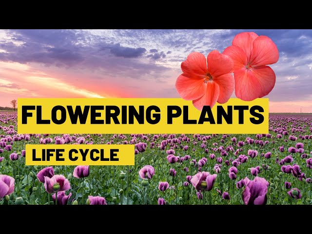 Life Cycle Of Flowering Plants From