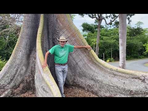 In the Garden with Dewey: The Kapok Tree (Ceiba pentandra)