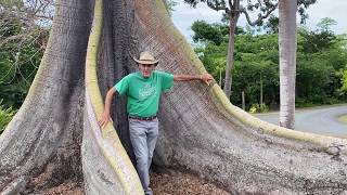 In the Garden with Dewey: The Kapok Tree (Ceiba pentandra)