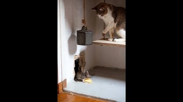 Shocking! The cat sets a trap and waits in silence #cat #mouse #tensionmoment #trap
