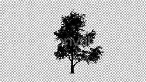 Tree Silhouette | Motion Graphics - Envato elements