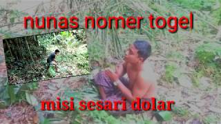 nunas no togel... AUTO!!!!