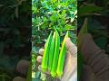 #okra variety advanta Radhika #farmerlifeindia #farming #india #agriculture