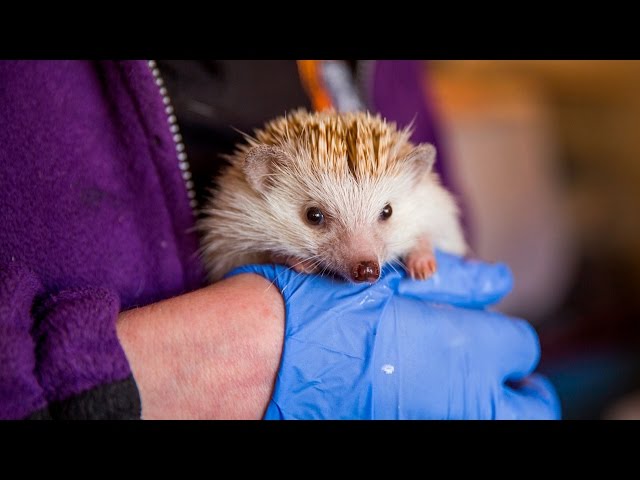 Animal Lover Turns Home Into Hedgehog Hospital