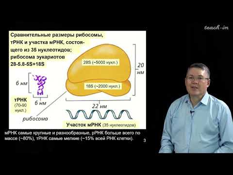 Наука и Сон: Общая биология. Трансляция, генетический код.
