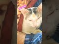 Cute cat shorts funny short catsyoutubeshorts billi straycat animals fyp viral