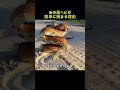危険な毒ヘビが自分から捕まる理由