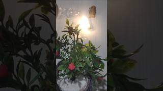 string lights unboxing.   #unboxing.    #shorts.  #meesho