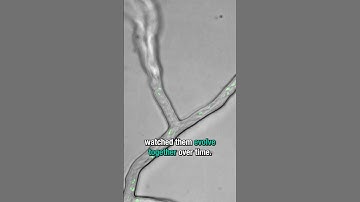 Scientists have never seen this before…