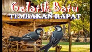 GELATIK BATU FULL ISIAN | TEMBAKAN MAUT TANPA JEDA