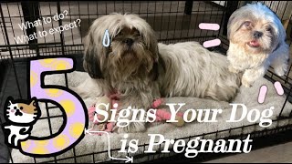 5 Signs Your Dog is Pregnant | How to Tell if Your Shih-Tzu Dog is Pregnant | Hershey's Kisses