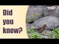 Galapagos Dove (Zenaida galapagoensis)