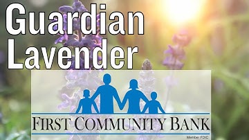 Delphinium | Guardian Lavender: Tall Blooming Perennial