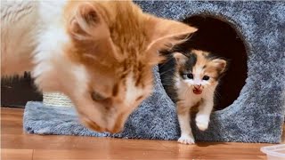 Tiny Kitten meowing loudly because so hungry, but mom Cat rejects giving milk to Kitten