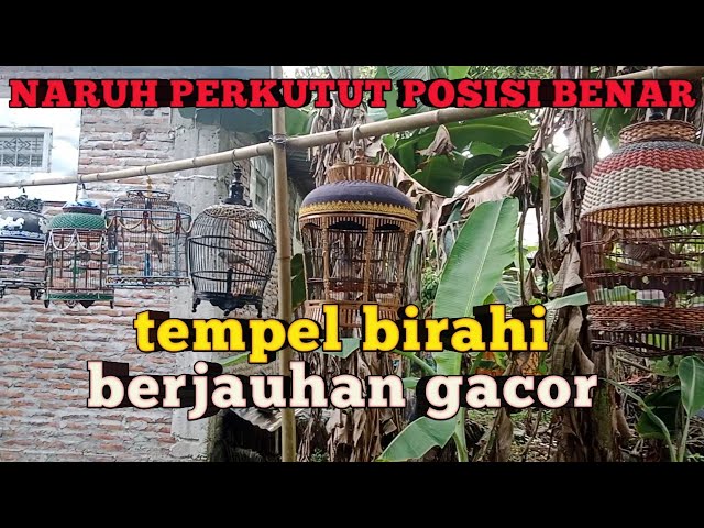 Menaikkan Birahi Bikin Gacor Perkutut Lokal sistim naruh Di tempel!!! class=